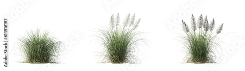 Fotografia Set of Cortaderia selloana Pumila grass or dwarf pampas grass isolated png on a