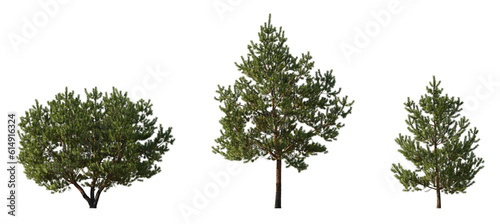 Leinwand Poster Set of Pinus sylvestris Scotch pine bush shrub and trree isolated png on a trans