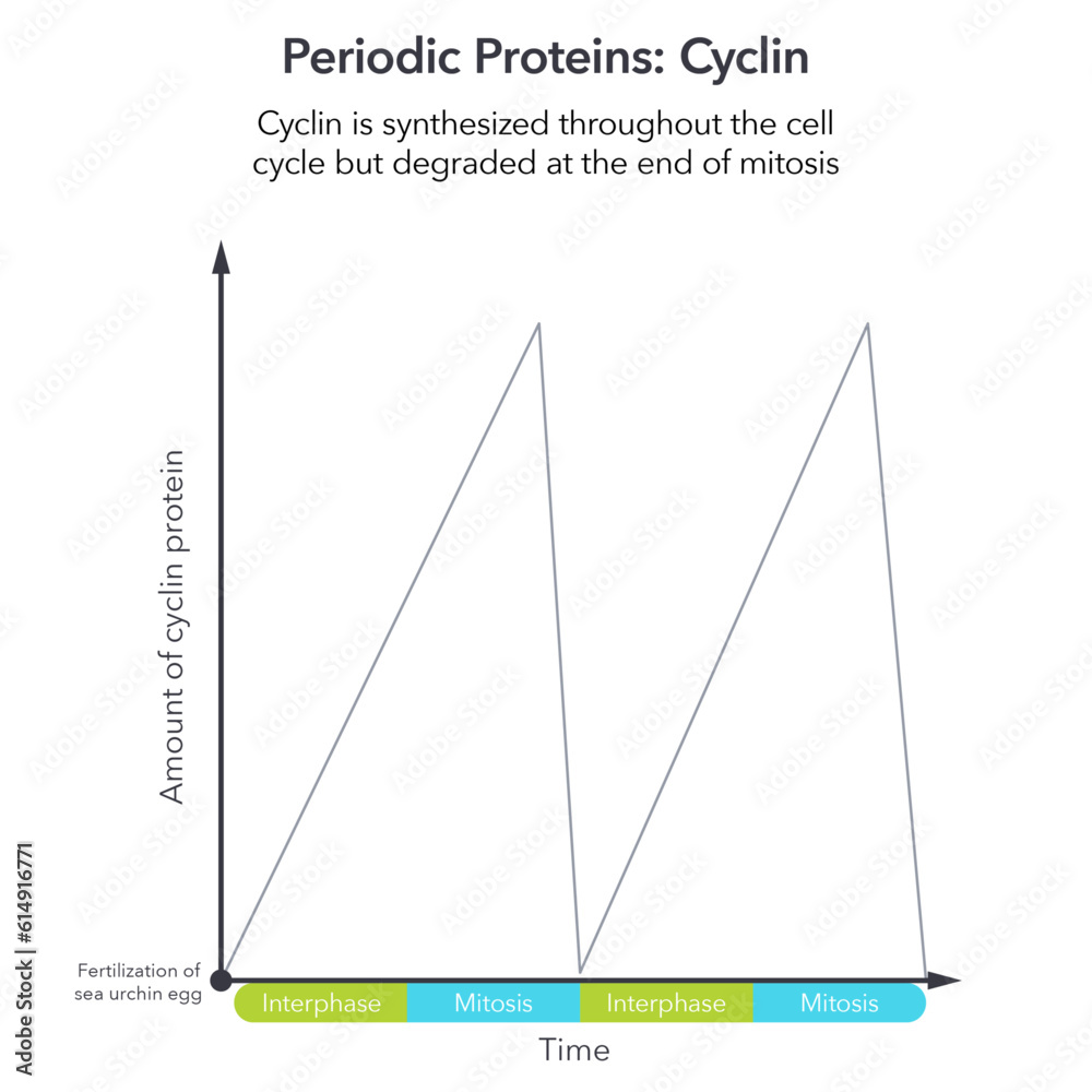 Periodic protein cyclin science vector infographic Stock Vector Biology Diagrams