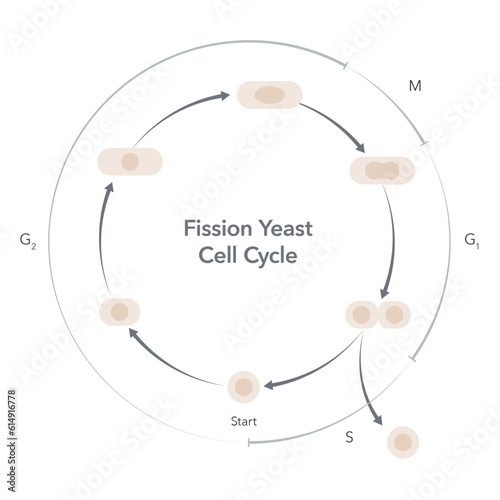 Schizosaccharomyces pombe fission yeast cell cycle science vector infographic