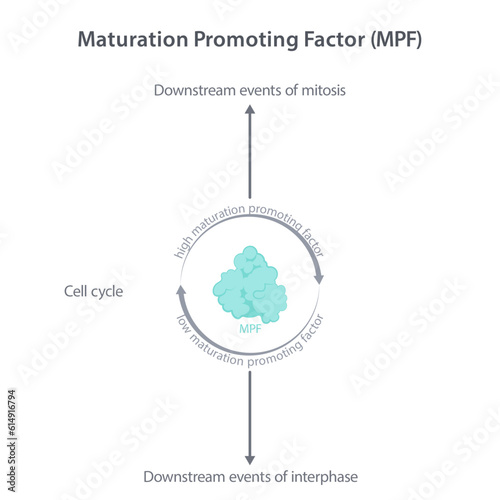 Maturation promoting factor MPF science vector infographic