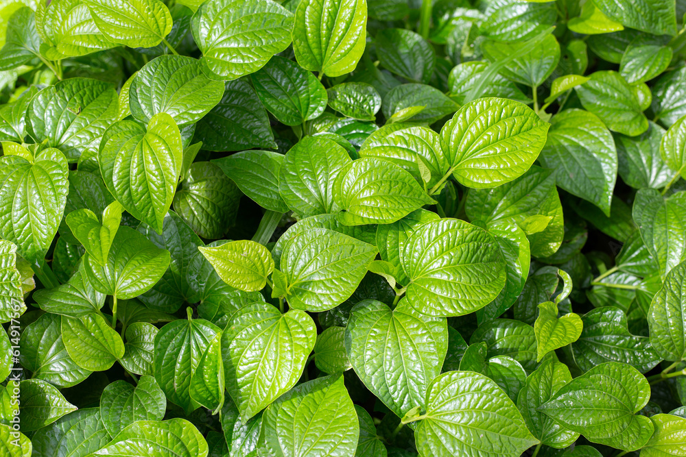 Fresh leaves of wild betel Fresh leaves of wild betel