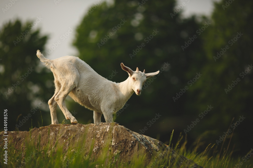 Fototapeta premium Saanan dairy goats on a small farm in Ontario, Canada.