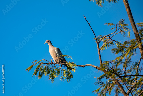 Wild dove known as "pombão" or "asa branca" or "pomba carijó" (Patagioenas picazuro) in selective focus and closeup