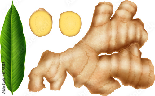 Set of fresh ginger: root, slices and green leaf, isolated on white background. Photo -realistic vector illustration.