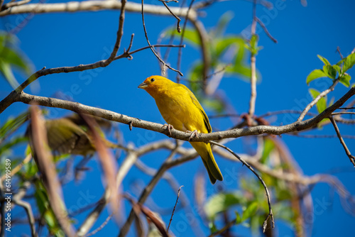 True Canary (Sicalis flaveola). "Canário da terra" bird.