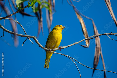 True Canary (Sicalis flaveola). "Canário da terra" bird.