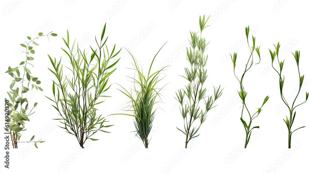 Lush Casuarina Glauca Creeper Plants on a Clean White Background