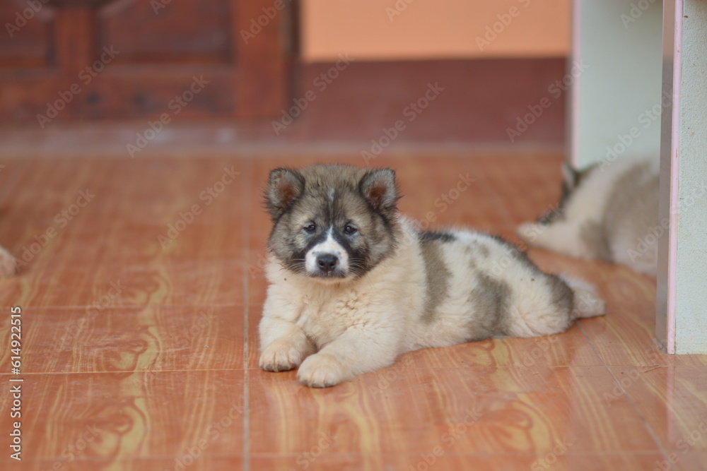 Bangkaew dog breed lying on the floor
