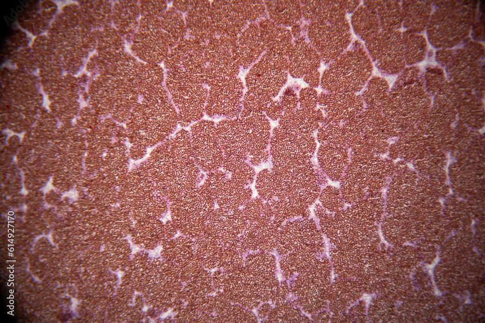 Fototapeta premium photo of human parasite worms under the microscope