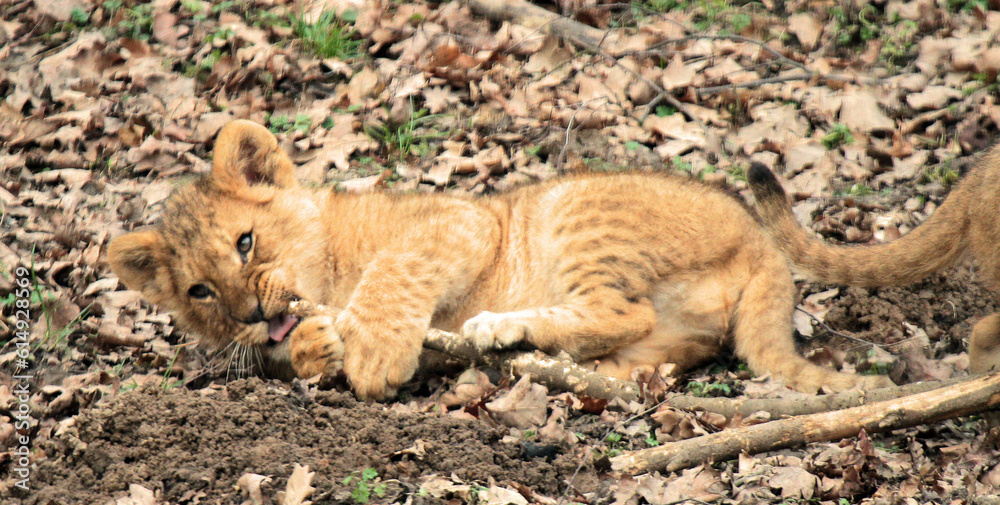 Obraz premium From jungle kings to tiny critters, explore breathtaking photos of animals in all their glory