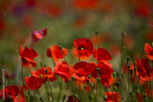 Red poppies field in Germany. Papaver somniferum flowers and seed head. Poppy sleeping pills  opium.