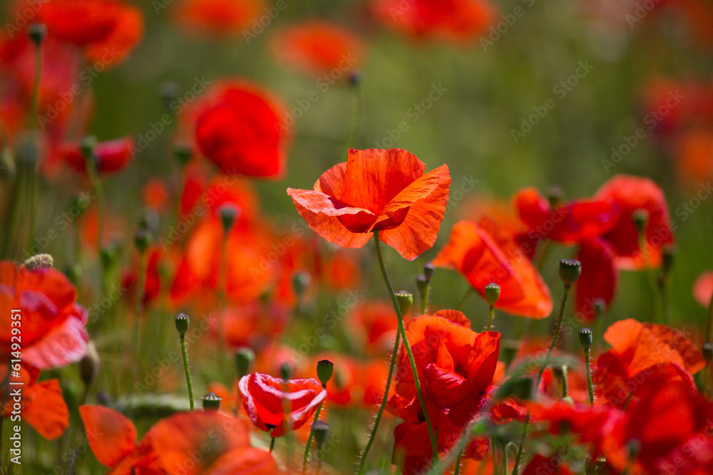 Red poppies field in Germany. Papaver somniferum flowers and seed head. Poppy sleeping pills, opium. Red poppies field in Germany. Papaver somniferum flowers and seed head. Poppy sleeping pills, opium.