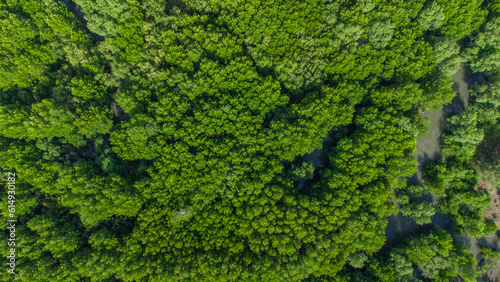 Aerial panoramic view of mangrove forest in Aceh province, Indonesia.