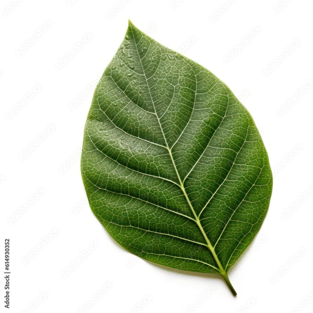 Obraz premium leaf isolated on white background