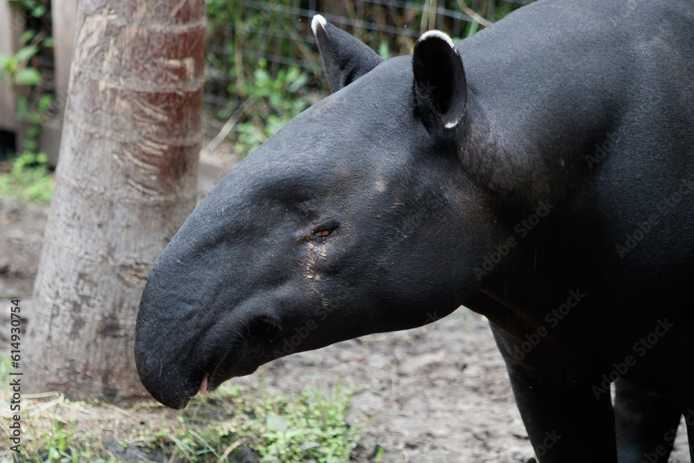 Malayan tapir Malayan tapir