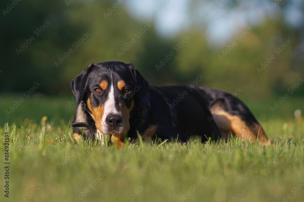 Serious Greater Swiss Mountain dog with a black leather collar posing outdoors lying down on a green grass in spring Serious Greater Swiss Mountain dog with a black leather collar posing outdoors lying down on a green grass in spring
