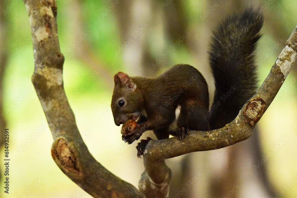 ツツジの木でクルミを食べるエゾリス ツツジの木でクルミを食べるエゾリス