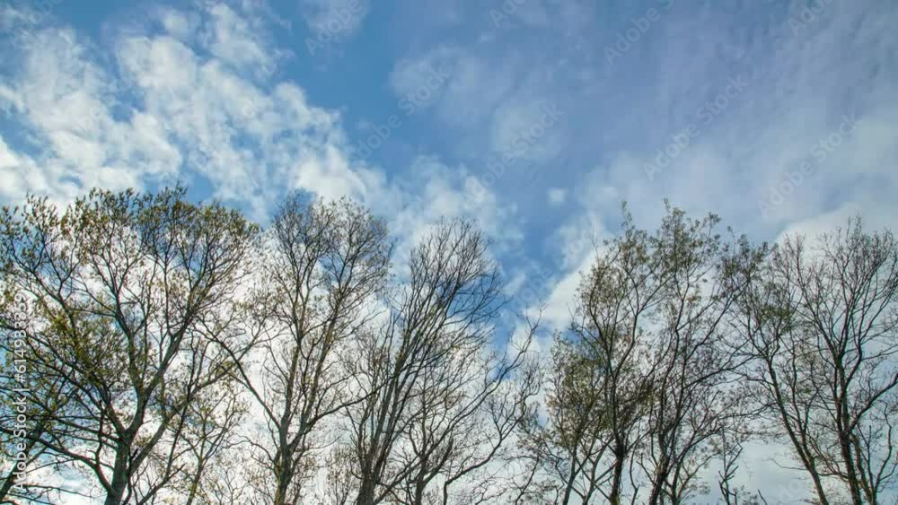 sky and clouds moving over bare trees, time lapse sky and clouds moving over bare trees, time lapse