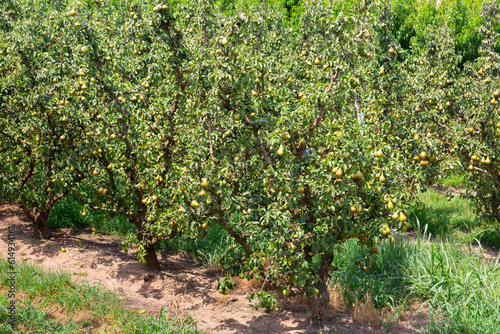 Fresh organic pears on tree branches ready for harvesting in orchard at summer day