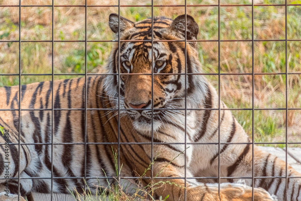 Naklejka premium Tiger in captivity