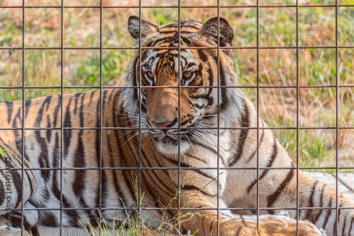 Wallpaper Mural Tiger in captivity