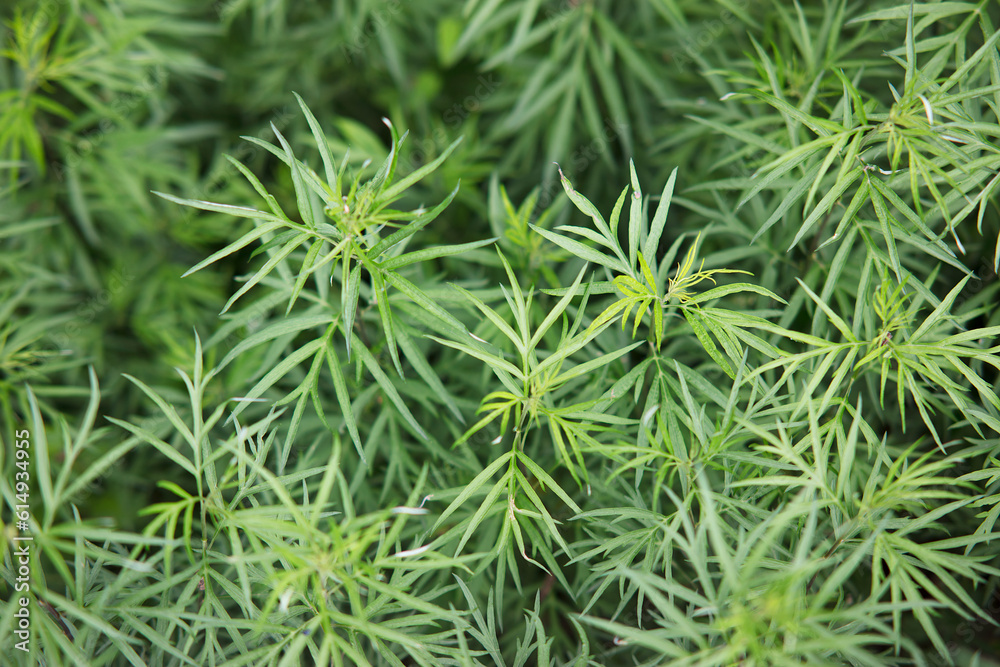 Densely growing small leaved mugwort Densely growing small leaved mugwort