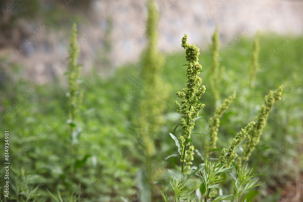 Wild grass produces grass seeds Wild grass produces grass seeds