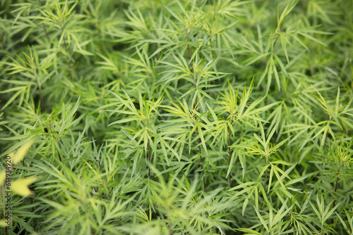 Densely growing small leaved mugwort