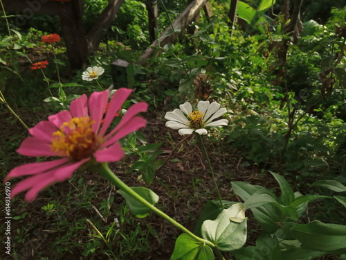 close up photo of pink and white flowers in the garden