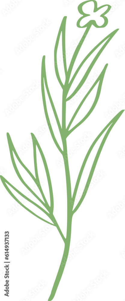 Obraz premium botanical line art