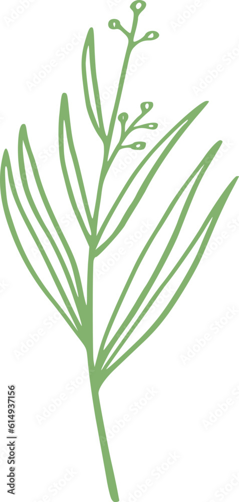 Fototapeta premium botanical line art