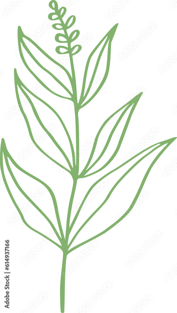 botanical line art