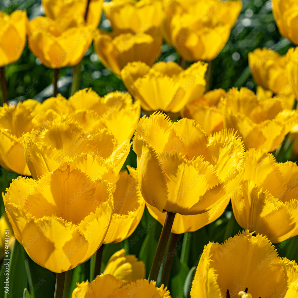 yellow tulips beautiful flowers under the spring sun yellow tulips beautiful flowers under the spring sun