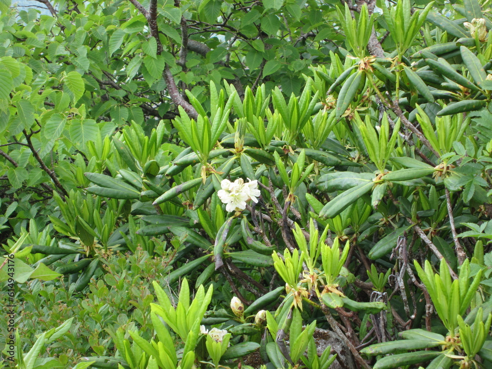 7月の高山植物。蓼科山に咲くハクサンシャクナゲ。 7月の高山植物。蓼科山に咲くハクサンシャクナゲ。