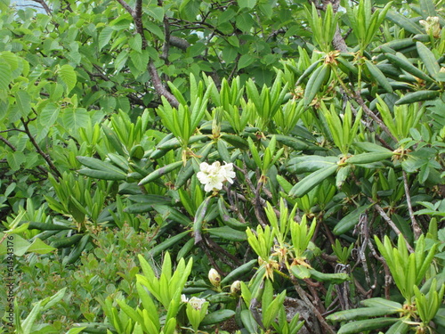 7月の高山植物。蓼科山に咲くハクサンシャクナゲ。