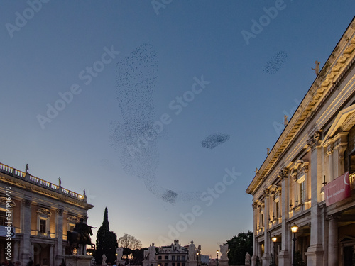 Swarming starlings