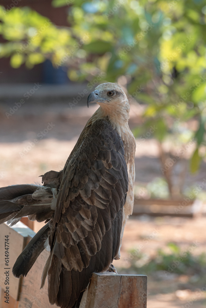 The white bellied sea eagle, Haliaeetus leucogaster, also known as the white breasted sea eagle, is a large diurnal bird of prey in the family Accipitridae The white bellied sea eagle, Haliaeetus leucogaster, also known as the white breasted sea eagle, is a large diurnal bird of prey in the family Accipitridae