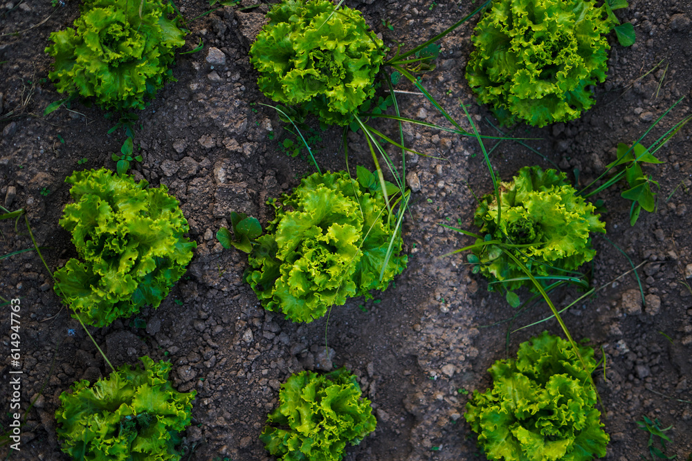 lettuces on the garden field lettuces on the garden field