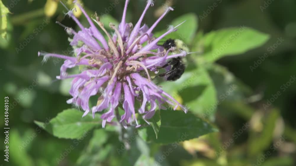 Bumblebee feeding on nectar from a Wild Bergamot flower. Bumblebee feeding on nectar from a Wild Bergamot flower.