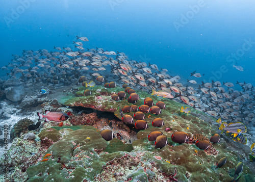 deep reef fish