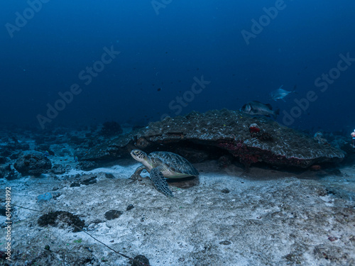 Turtle lying near a rock