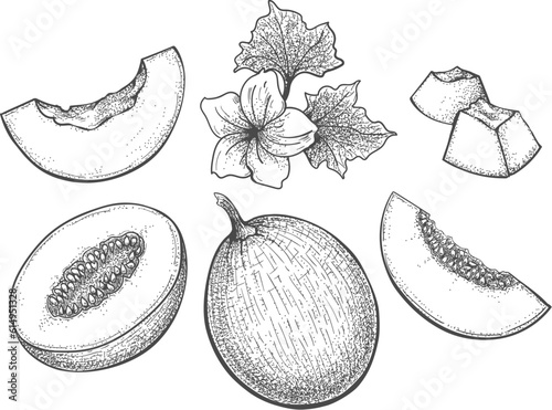 Melon engraving illustration