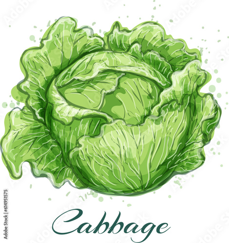Head cabbage vegetables watercolor sketch