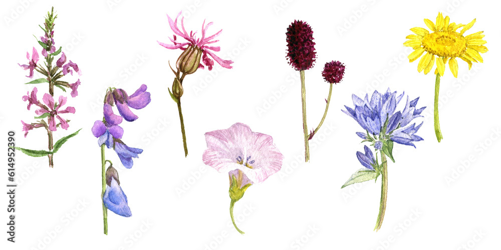 watercolor drawing wild flowers isolated at white background , hand drawn botanical illustration
