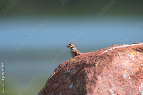 Lark Sparrow on a rock  photo