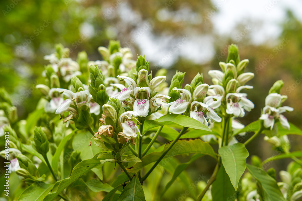 Lush duckbill flowers blooming in the garden Lush duckbill flowers blooming in the garden