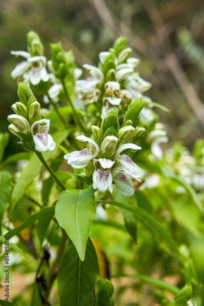 Lush duckbill flowers blooming in the garden Lush duckbill flowers blooming in the garden