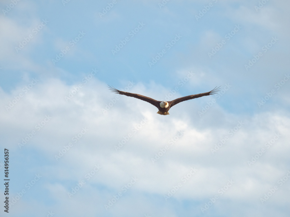 Bald Eagle Soars Through Sunny Blue Sky with Some Clouds Bald Eagle Soars Through Sunny Blue Sky with Some Clouds