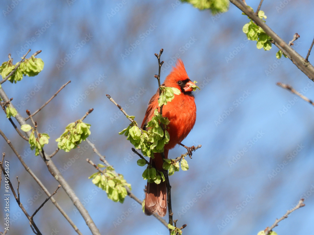 Male Northern Red Cardinal Bird Perched Eating Green Buds In Late Winter / Early Spring Male Northern Red Cardinal Bird Perched Eating Green Buds In Late Winter / Early Spring